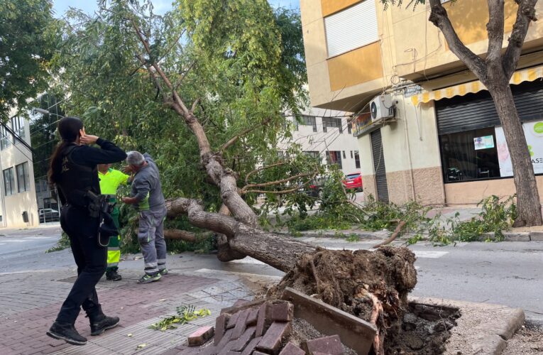 La caída de árboles lleva al Ayuntamiento a encargar un informe para conocer su estado