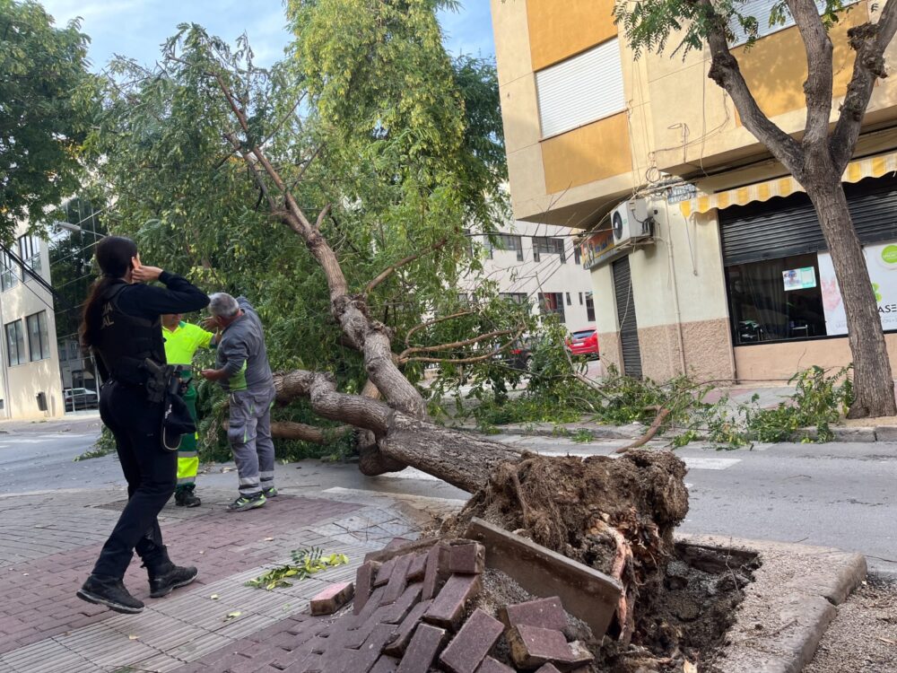 La caída de árboles lleva al Ayuntamiento a encargar un informe para conocer su estado